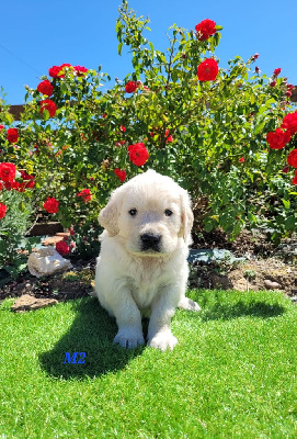 CHIOT 1