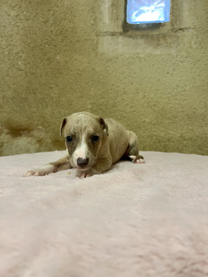 Chiot N°7