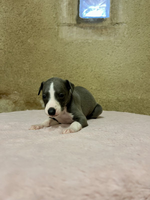 Chiot N°8