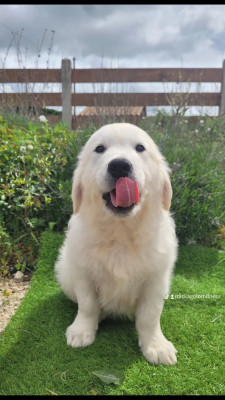 Chiot N°5