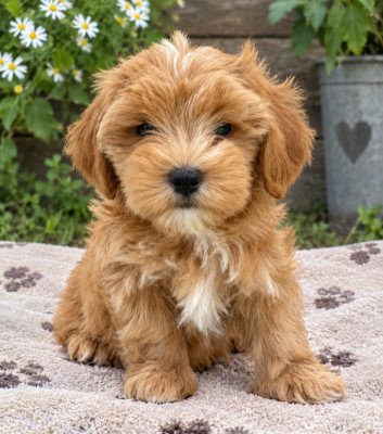 Chiot N°5