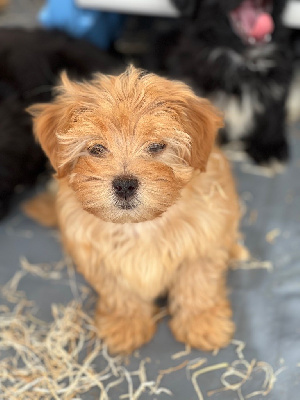 CHIOT 4