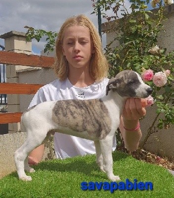 savapabien