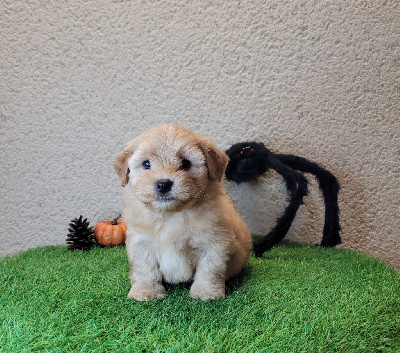 CHIOT 3