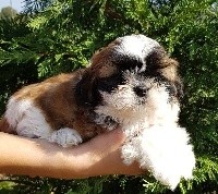 CHIOT