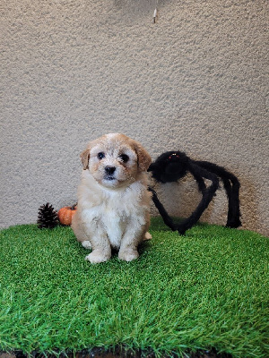 CHIOT 4