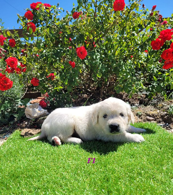 CHIOT 3