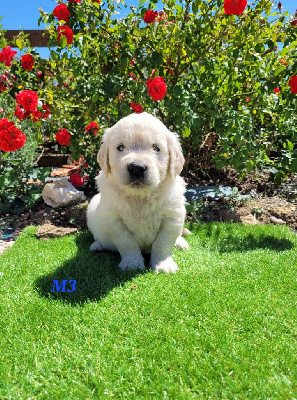 CHIOT 7