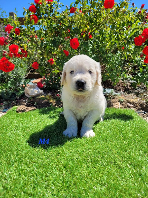 CHIOT 6