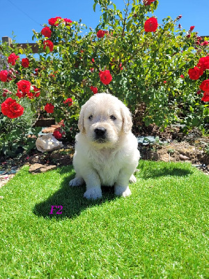 CHIOT 4