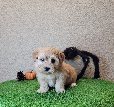 CHIOT 2