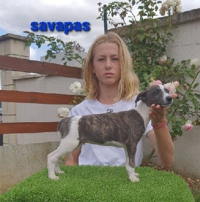 savapas