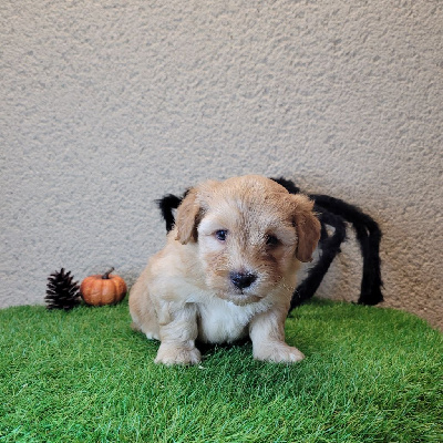CHIOT 1