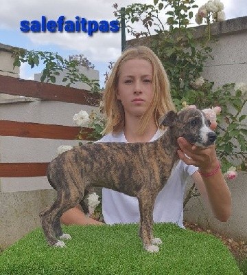 salefaitpas