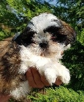 CHIOT