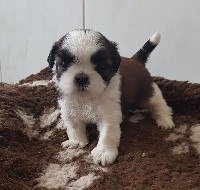 CHIOT