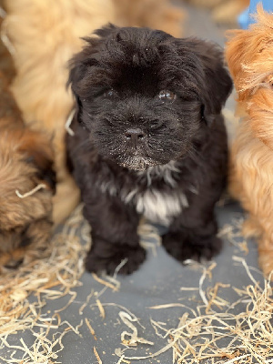 CHIOT 1