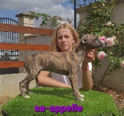 sa-appelle