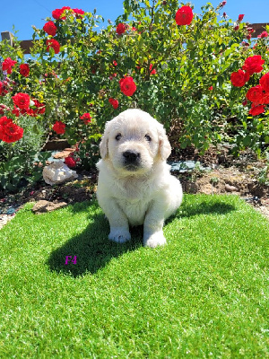 CHIOT 5