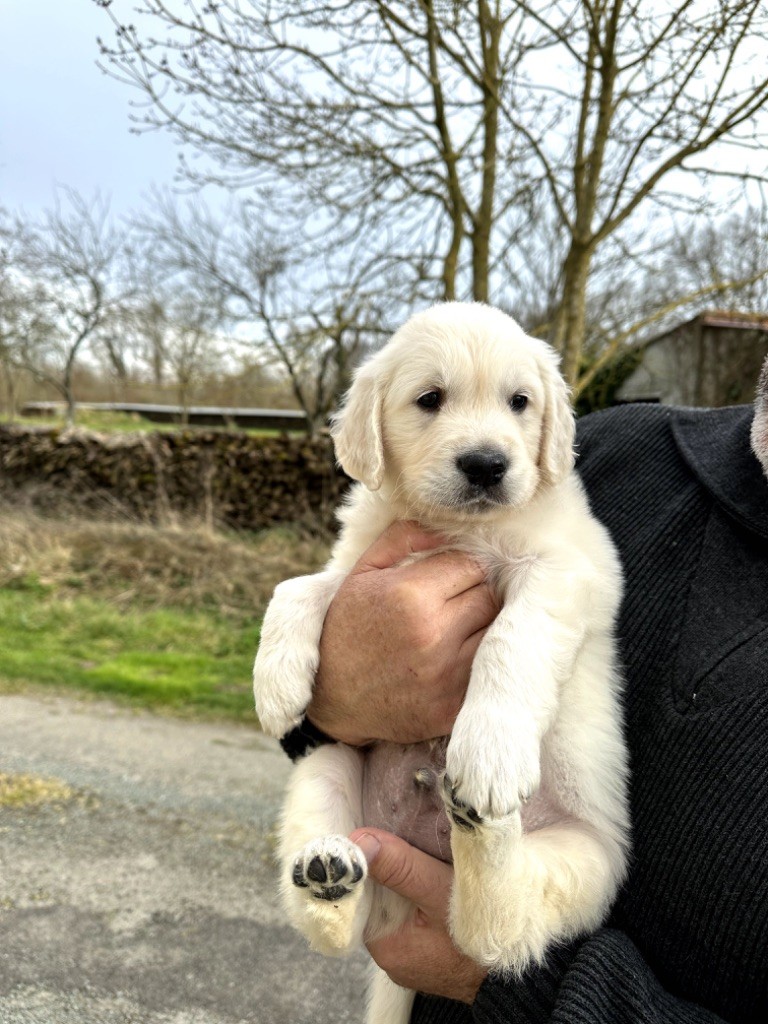 de l eternel mitness - Chiots disponibles - Golden Retriever