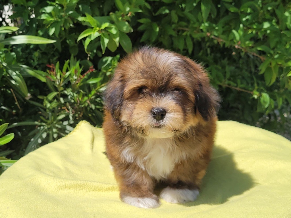 de l eternel mitness - Chiots disponibles - Bichon Havanais