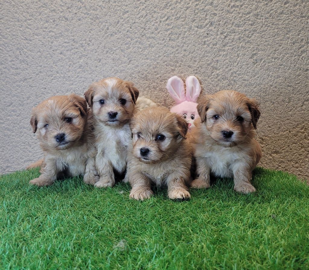 Chiot Bichon Havanais de l eternel mitness