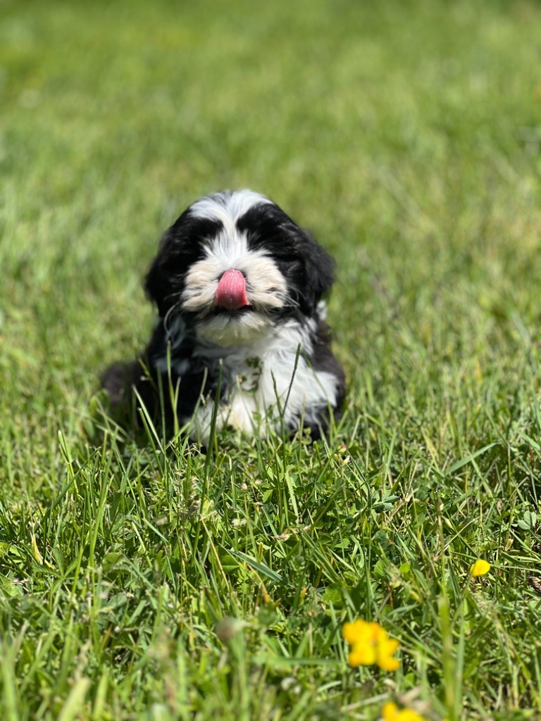 de l eternel mitness - Chiots disponibles - Bichon Havanais